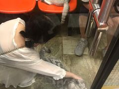 -猫咪博物馆(顶澳仔猫街店)