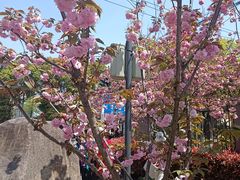-高东镇樱花园