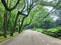 -缙云山景区