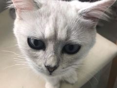 -喵的天空名猫咖啡馆·撸猫·猫舍·用品