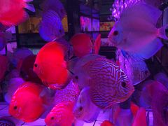 -中环花鸟鱼虫市场