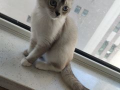 -鼓捣猫呢主题猫咖店