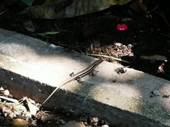 -Luang Prabang Kitchen Restaurant