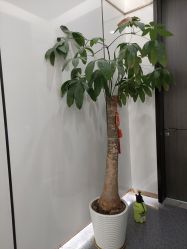 -中加科洋医疗美容