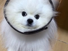 -瑞鹏宠物医院·骨科·猫科·内科(第一中心)