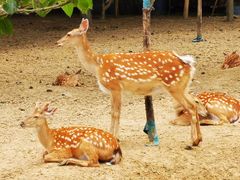 -泗洪洪泽湖湿地景区