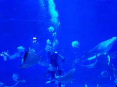 -烟台海昌鲸鲨海洋公园