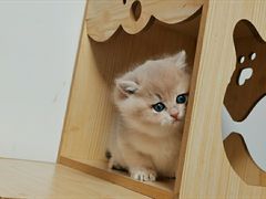 -东方名猫馆·英短金渐层布偶猫舍(环线广场1号楼店)