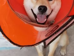 -特一安24小时宠物医院·骨科·中兽医