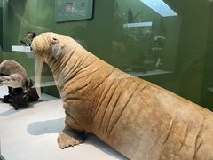 -国家自然博物馆