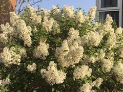 丁香-河北工业大学(北辰校区)
