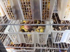 -双喜农庄·菌香园(安居家园店)