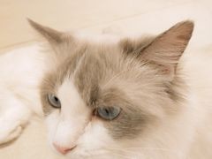 -藏猫猫咖啡主题馆(中央大道店)