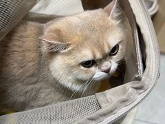 -安安宠医宠物医院·异宠·犬猫内科(岳阳分院)