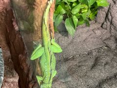 -上海大自然野生昆虫馆(东方明珠·爬宠昆虫探索中心)