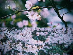 -武汉大学-樱园