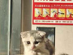 -安安宠医·臻爱宠物医院·宠保定点(营门口路分院)