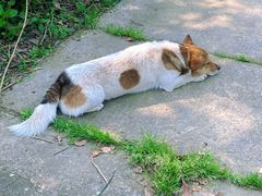 -东梓关景区村庄