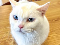 -Let's go狗咖·猫咖·奶狗·桌游(春熙路IFS店)