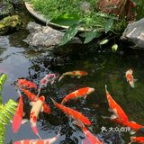 🏡佛山集然院子 | 藏在闹市里的新中式园林