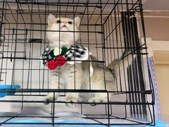-喵百万·布偶·蓝金金渐层英短·猫舍(百子湾店)