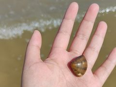 -日照海滨国家森林公园