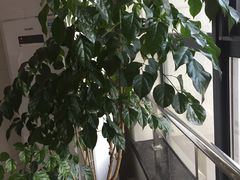 -千滋百味·醉江澜花园餐厅(街道口店)