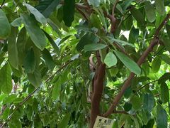 -呀路古热带植物园