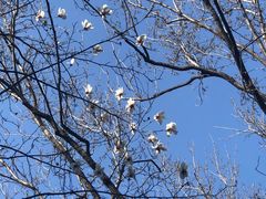 -上海市龙华烈士陵园