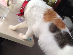 iphone_upload_pic-萌喵宠狗爱心宠咖