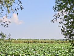 -洪湖生态旅游区