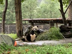-都江堰中华大熊猫苑