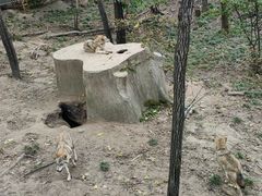 -哈尔滨北方森林动物园