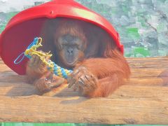 -西霞口神雕山野生动物世界