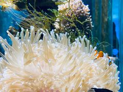 -太平洋海底世界