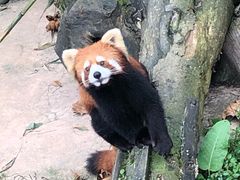 -都江堰中华大熊猫苑