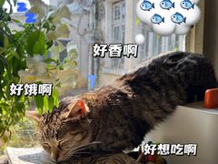 -海边的猫和咖啡馆