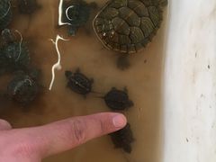 -山东柏宁水族批发广场