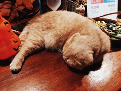 -咖法森林·咖啡  酒吧(天河店)