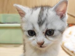 -屋虎猫馆(宝安大仟里店)