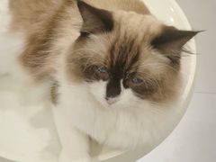 -猫咪派对(江南西店)