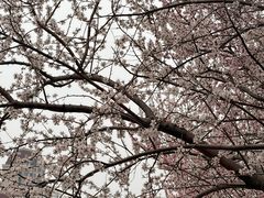 -桃花堤公园