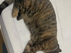 -灵美宠物诊所