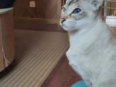 -MOCHA明星猫咖(田子坊店)