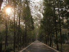 -合肥滨湖国家森林公园