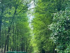 -上海海湾国家森林公园