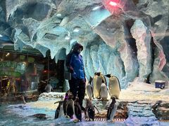 -帝企鹅自助餐厅•儿童岛•真企鹅(长隆企鹅酒店)