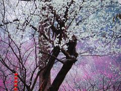 -无锡梅园公园