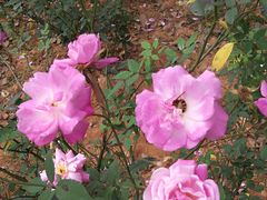 -南宁良凤江国家森林公园