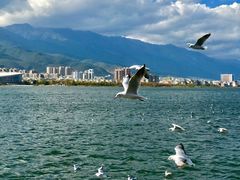 -洱海月湿地公园